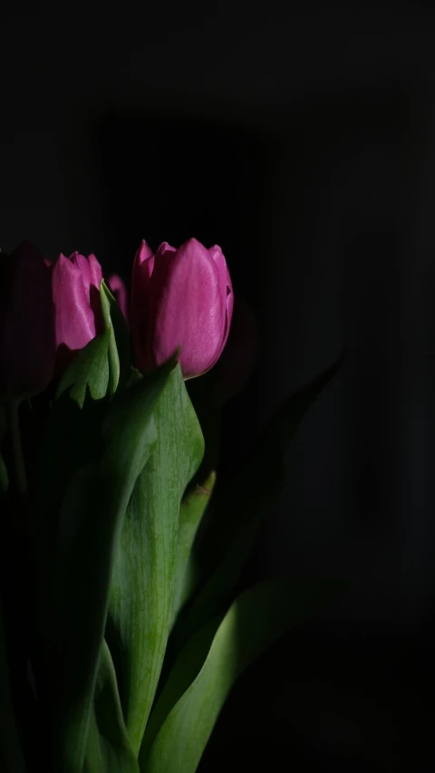 two pink tulips with leaves on black background