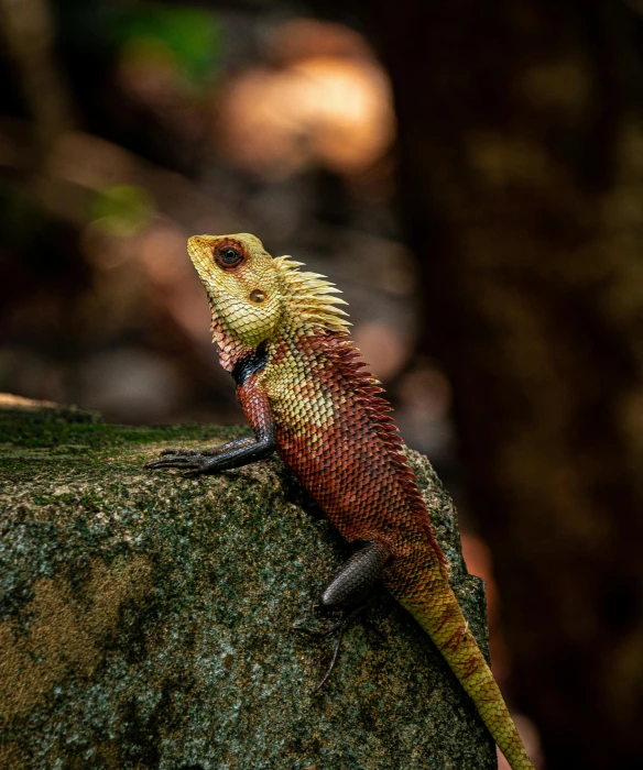 an adult iguana, iguanasna spiks on a rock in the sun