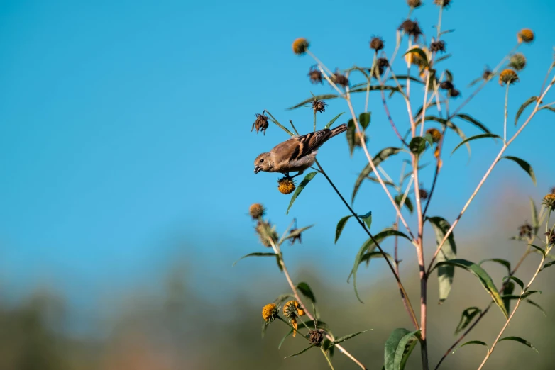 a small bird perched on a flower plant