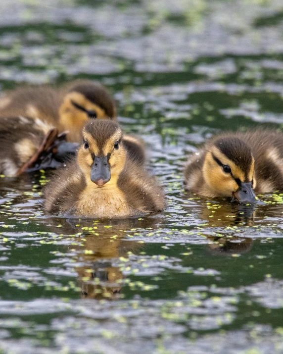 four ducklings in water looking around their corner