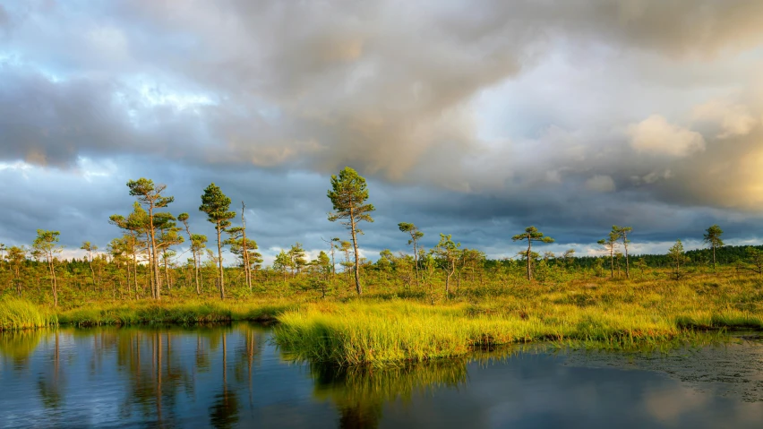 a grassy pond with trees in the background under cloudy skies