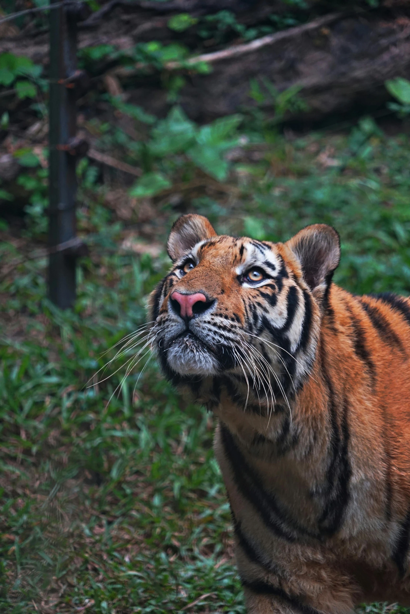 a tiger is standing in the grass looking up