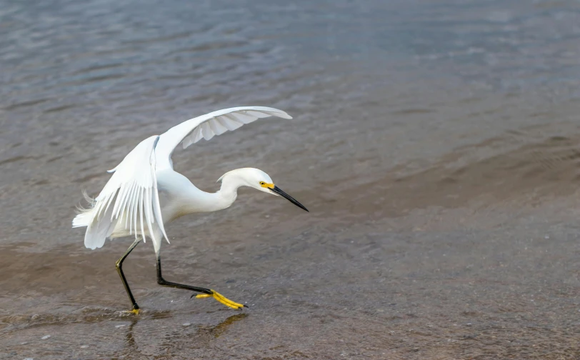 a white crane is standing on wet ground