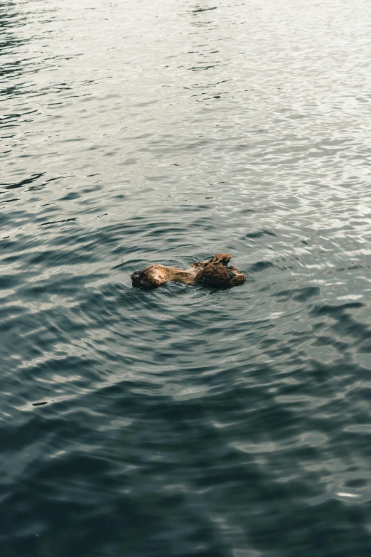 a dog is floating in the water, with his head sticking out