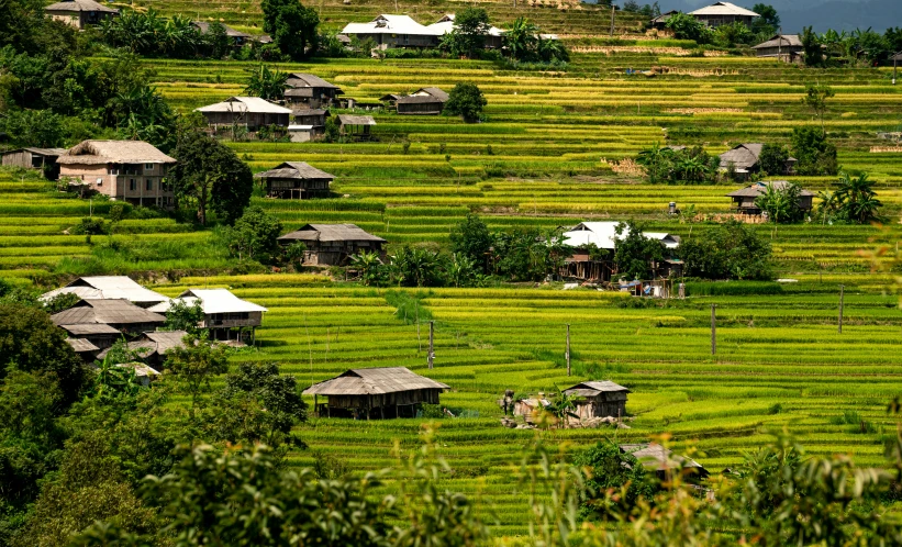 a green landscape with huts and trees