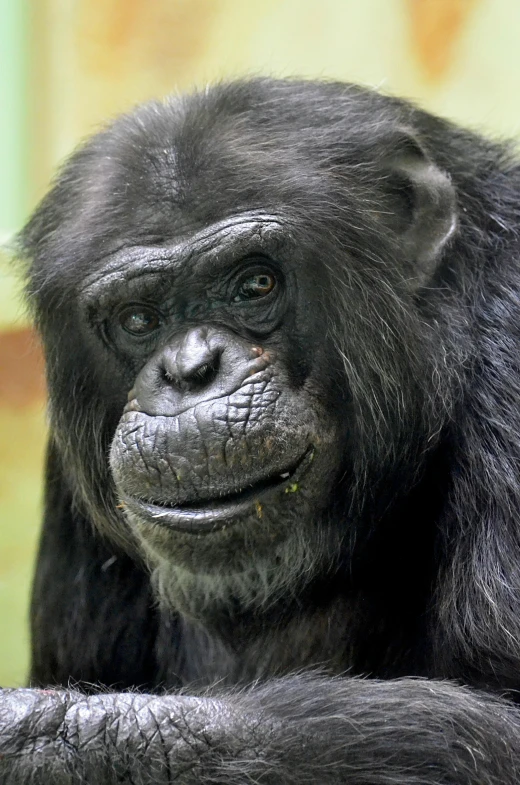 a black and white chimpan monkey sitting on top of a rock