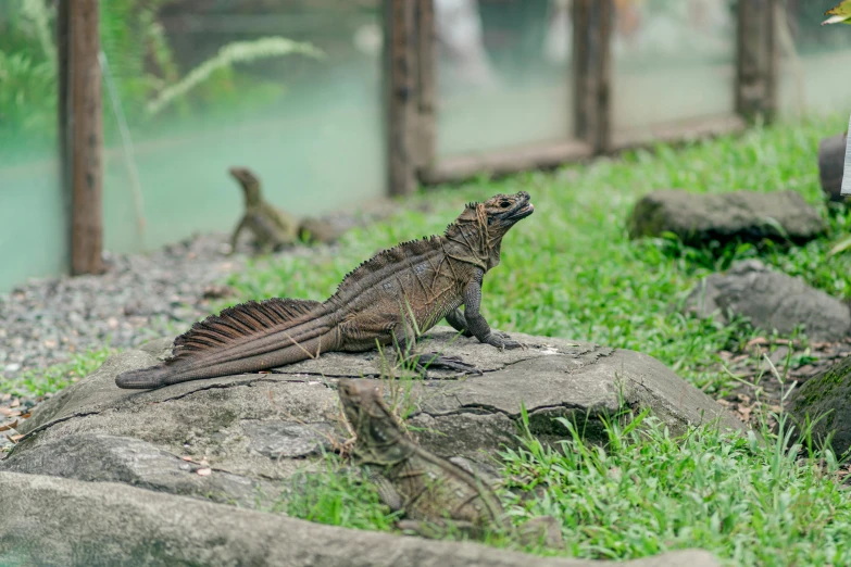 an iguana on a rock near a stream