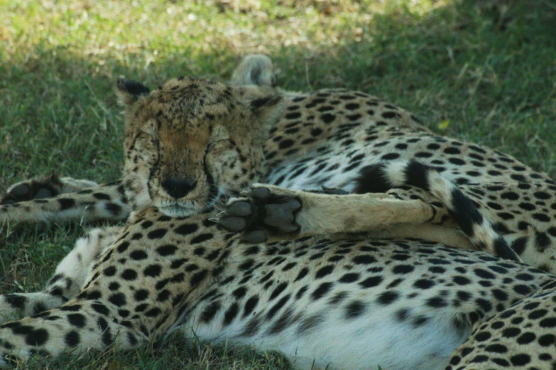 two cheetah laying down and playing in the grass