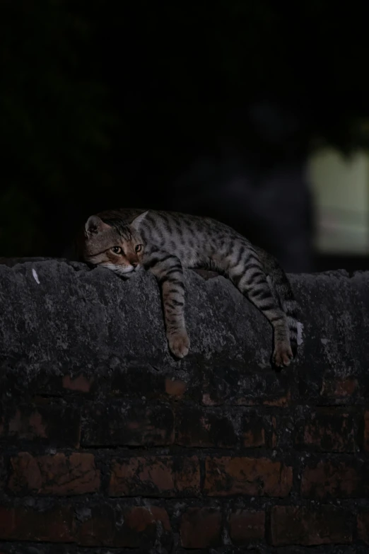 a cat that is laying on top of a brick wall