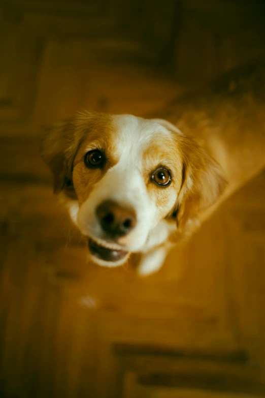 an adorable white dog looking directly into the camera