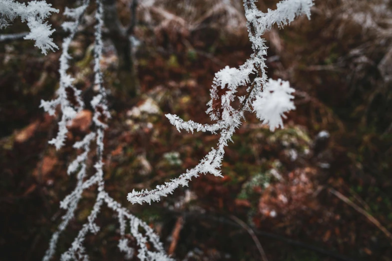 this is a close up s of a frost covered nch