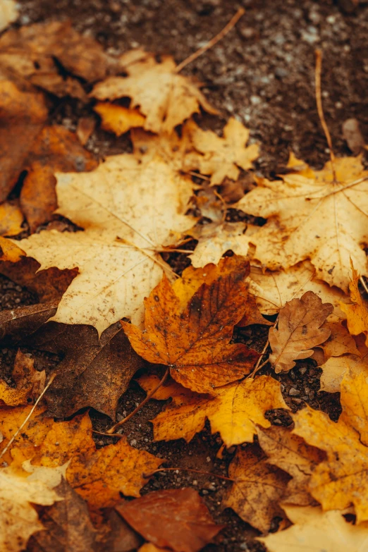 some leaves on the ground with snow