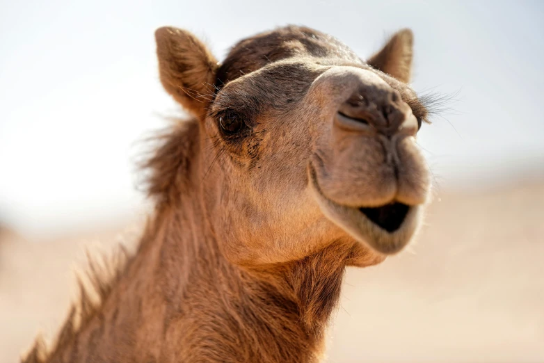 a close up view of a camel's face with one eye open