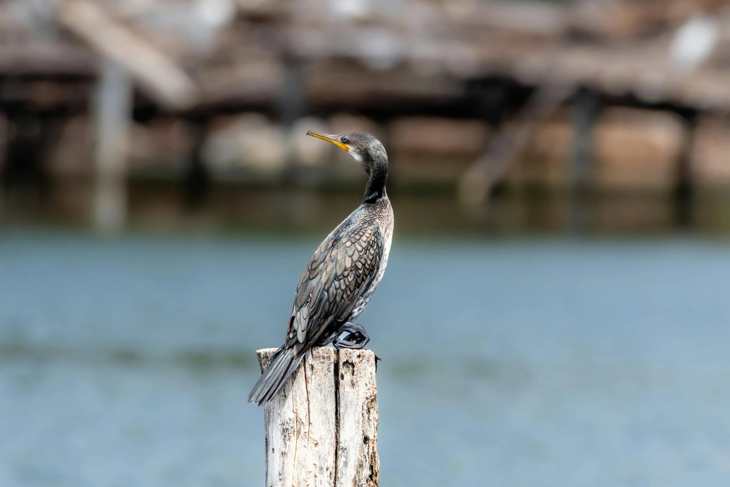 a bird sits on top of a wooden pole