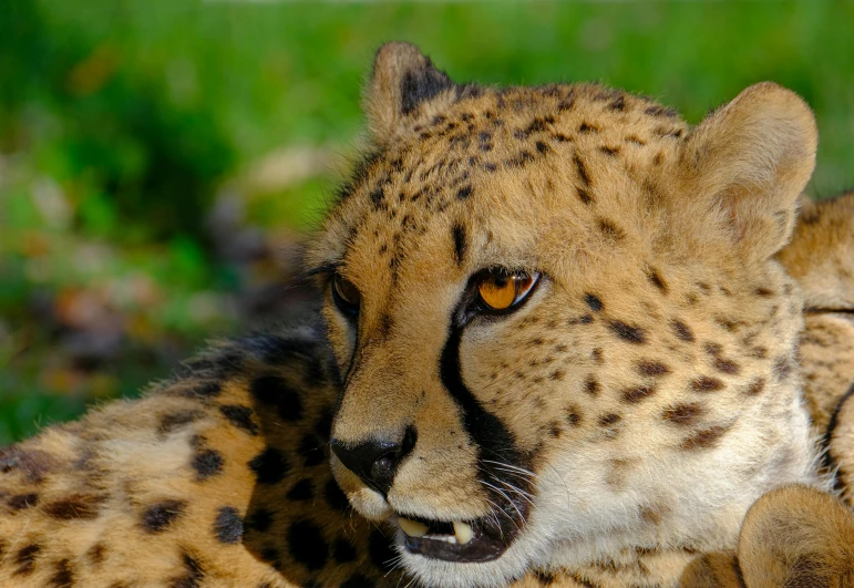 the face of a cheetah is pictured in this image