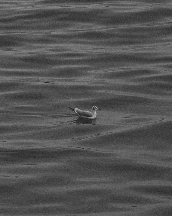 a duck swimming across the water during the day