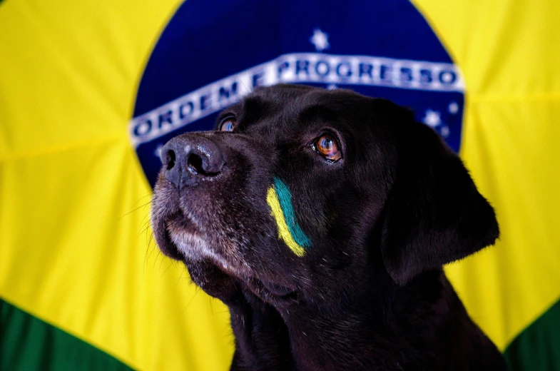 a black dog wearing a green, yellow and blue collar