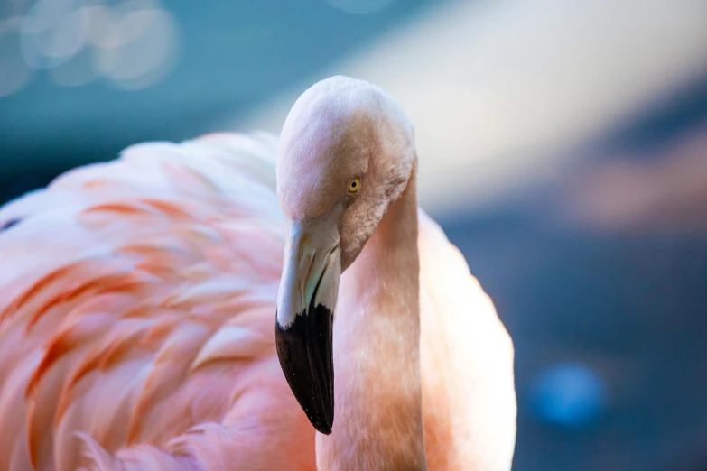 a flamingo that is standing in a field