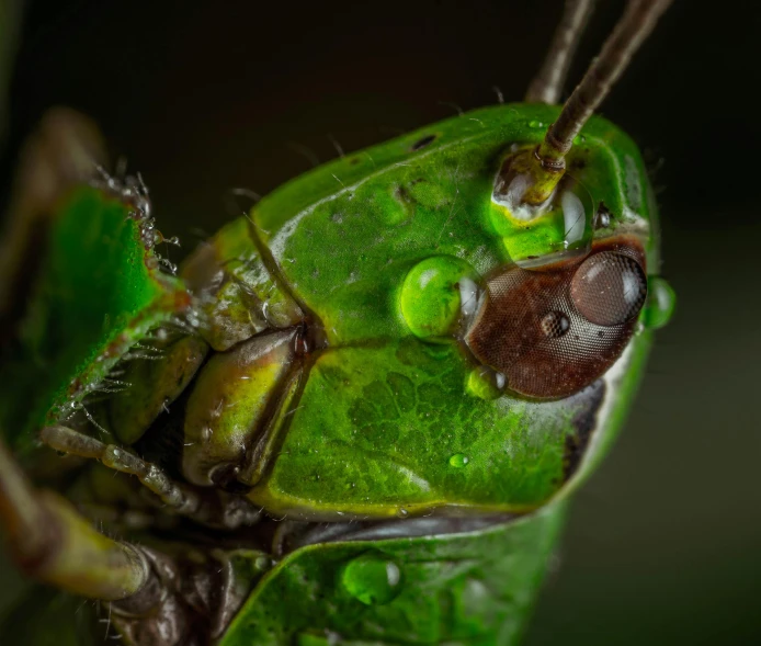 the bug has very large eyes and green head