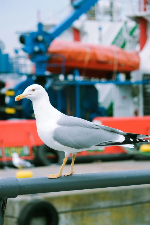 seagull perched on railing looking on ship in background