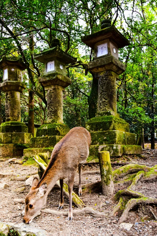 a deer grazes in the foreground with lantern stands in the background