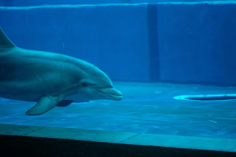 a dolphin is performing on an aquarium floor
