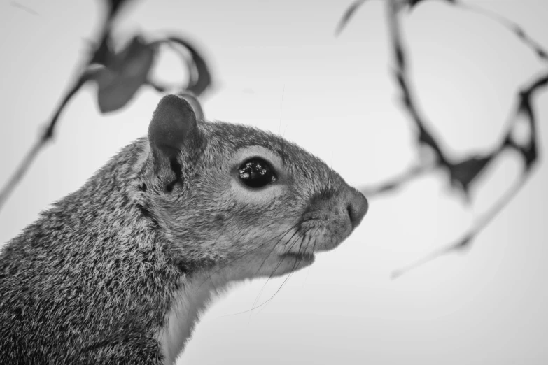 a close up s of a squirrel behind some nches