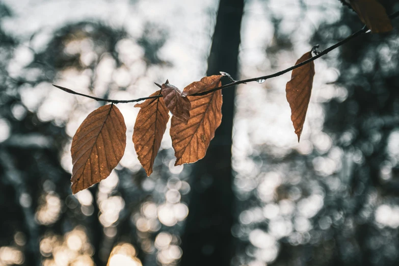 leaves hang from a rope outside in the woods