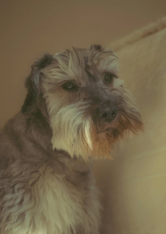 a close up of a dog on a couch