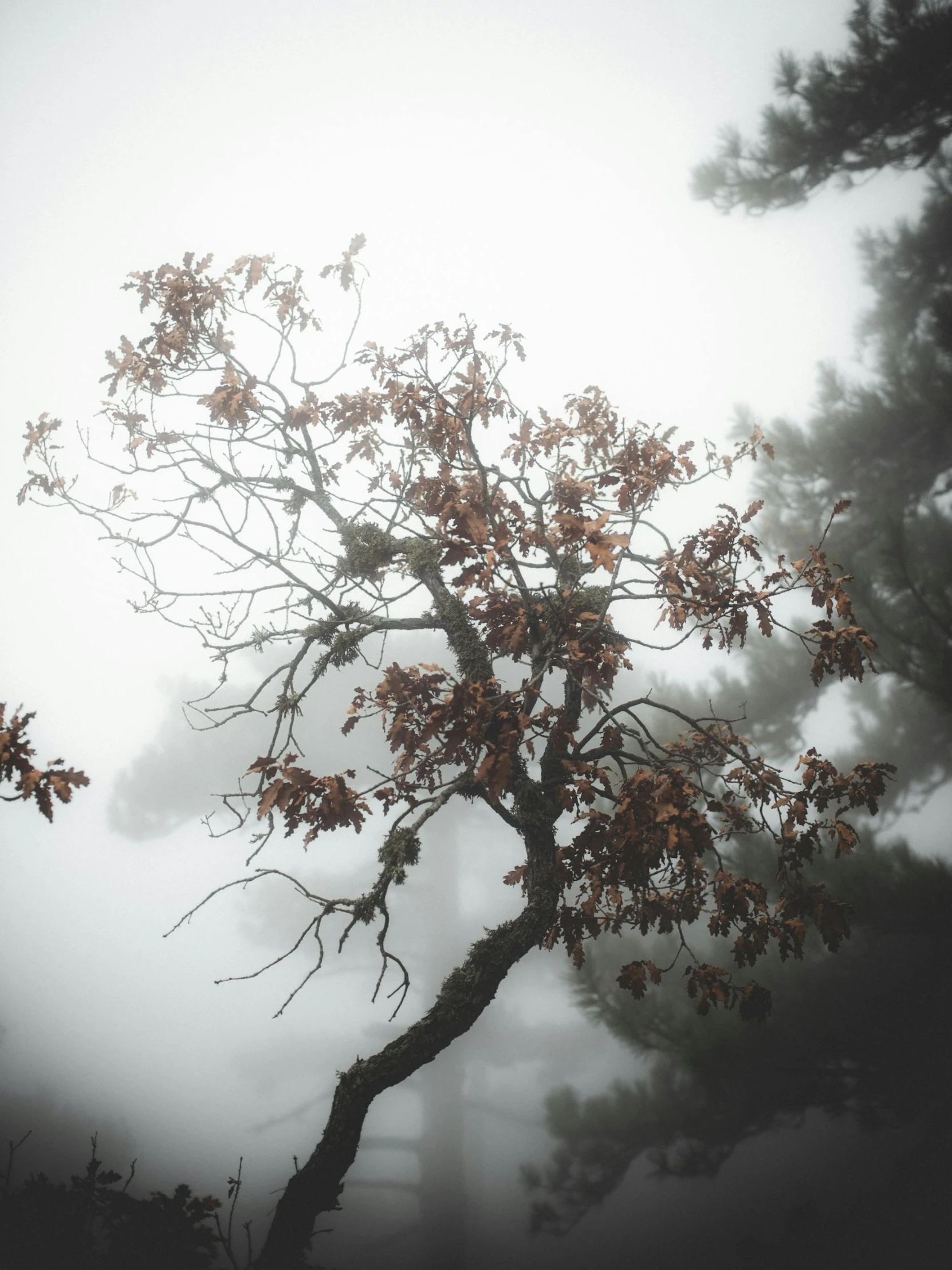 a foggy tree with a clock tower in the background