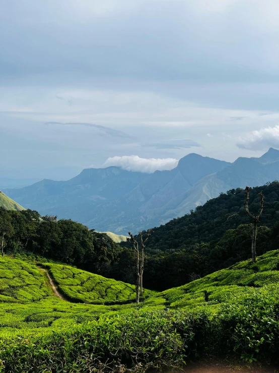 green field with mountains in the distance