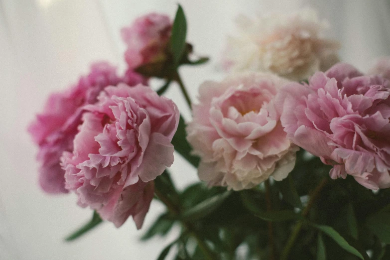 pink and white flowers are in a glass vase