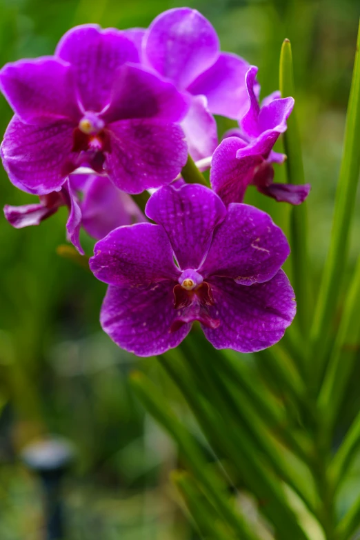 some purple orchids growing in the grass