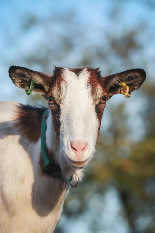 a goat that is looking at the camera