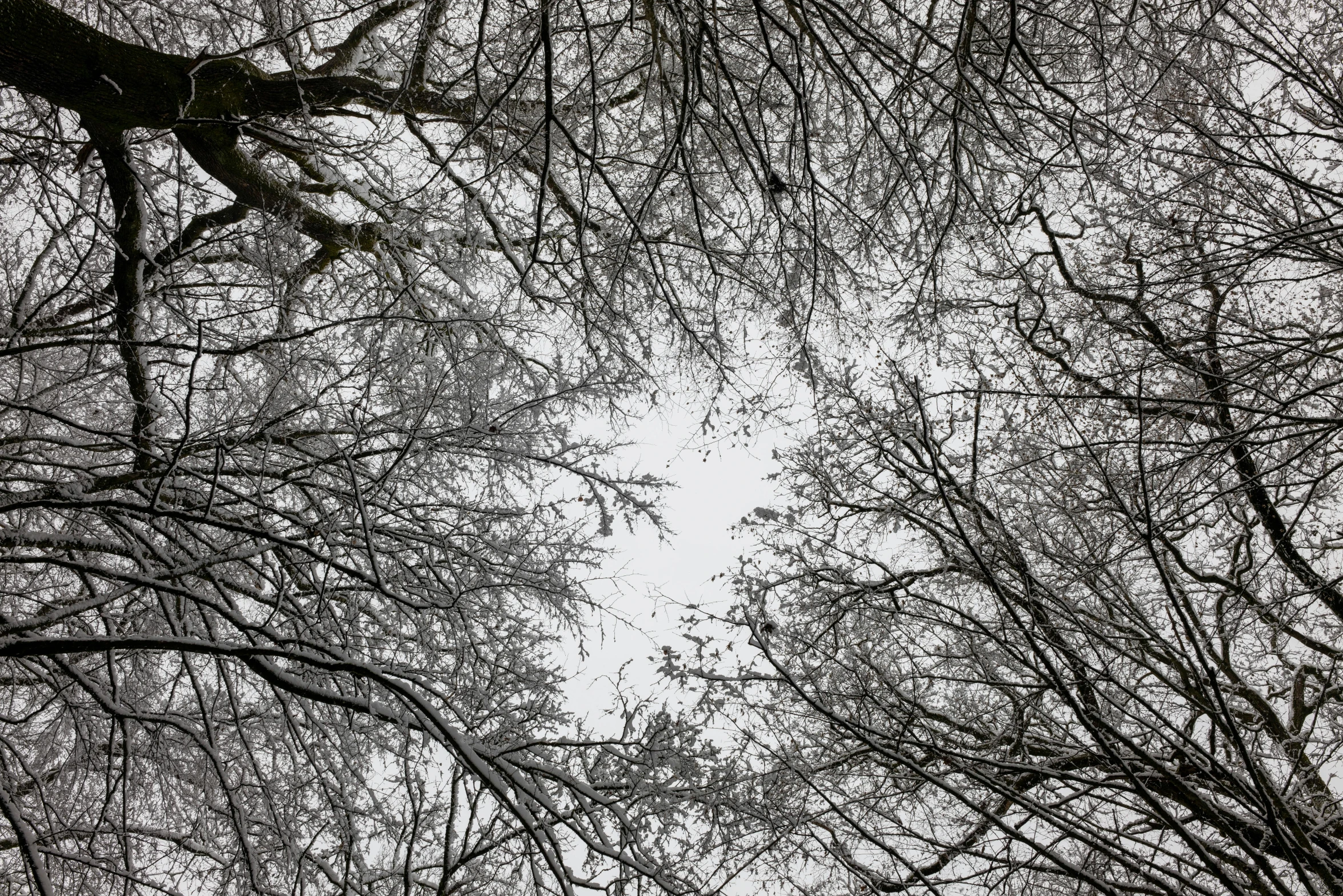 looking up through nches of trees to the sky