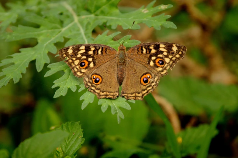 a large brown erfly sitting on a green plant