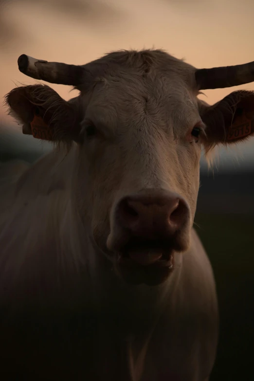 an ox has a long horn at sunset