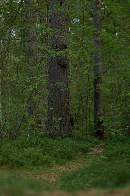 the trunk of a tree stands in front of a group of trees