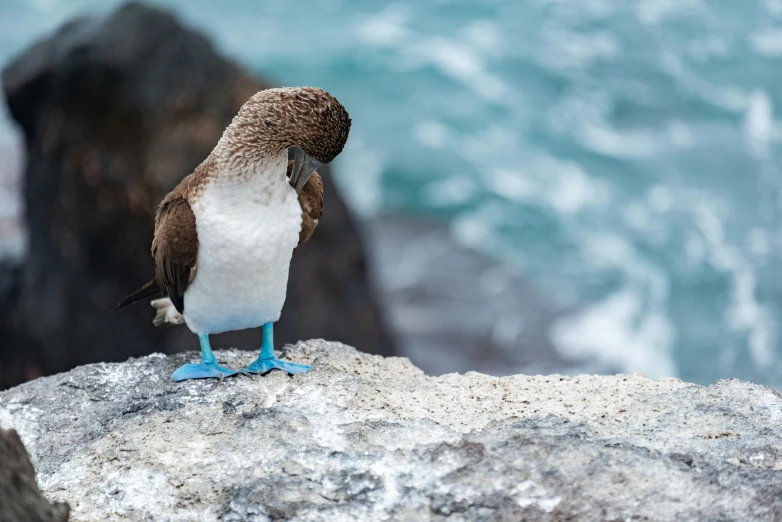 a bird perched on top of a rock next to the water