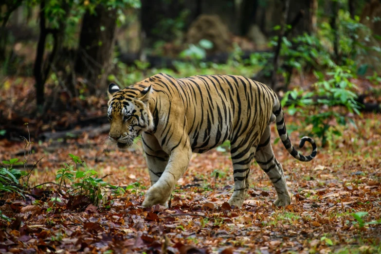 a tiger runs through the forest in autumn leaves