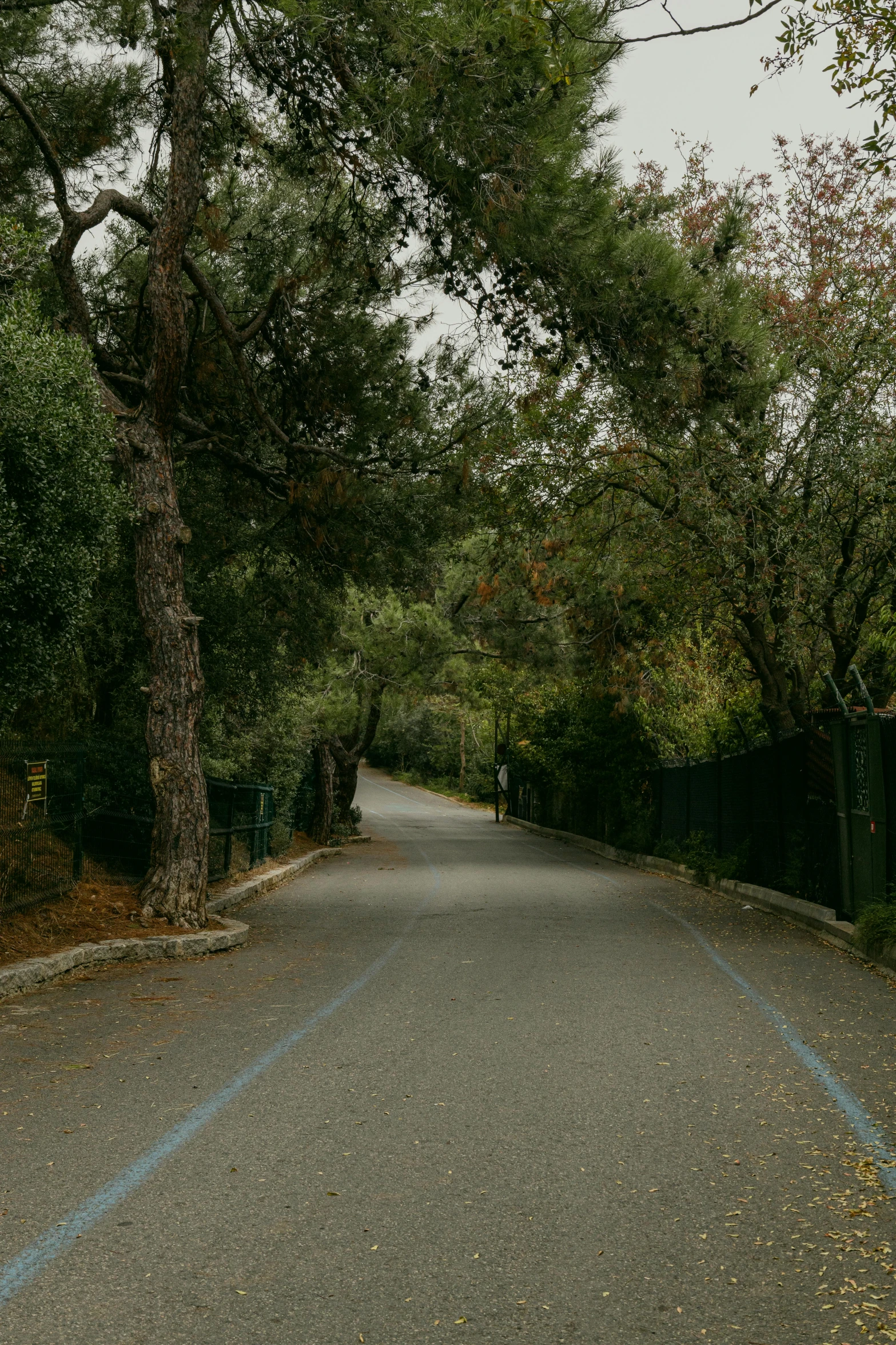 an empty road with trees near the side