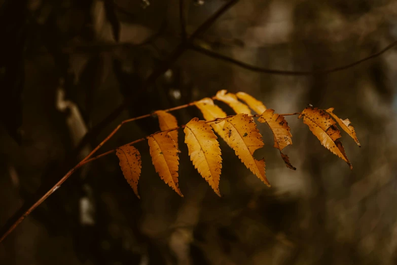 a group of yellow leaves hanging from the nches