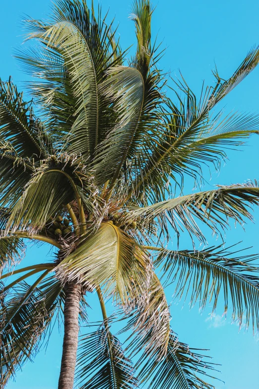 a palm tree with two nches facing up at the sky