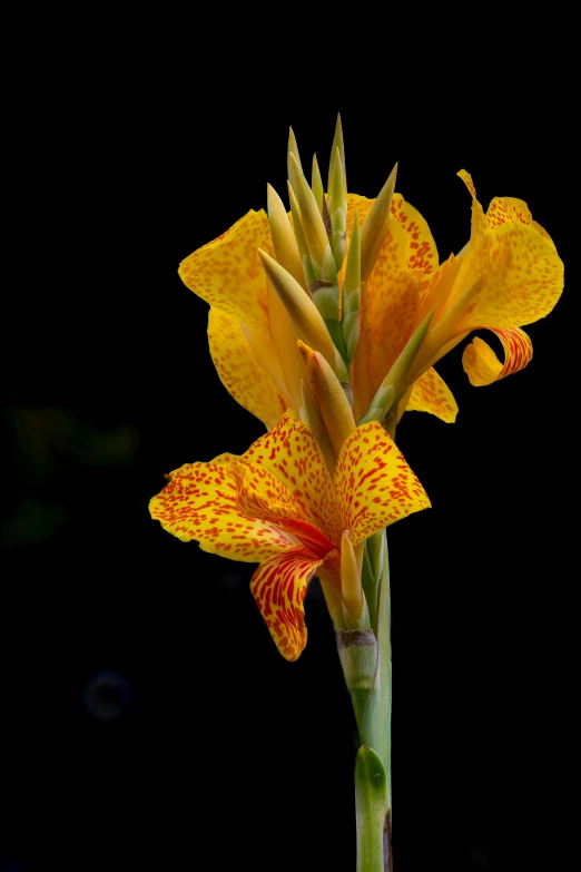 a yellow and red flower with long stalks