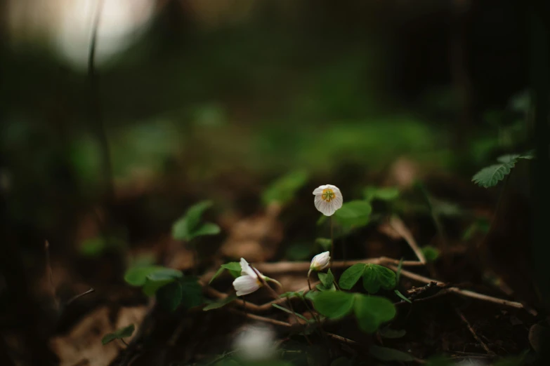 some tiny flowers growing through the grass