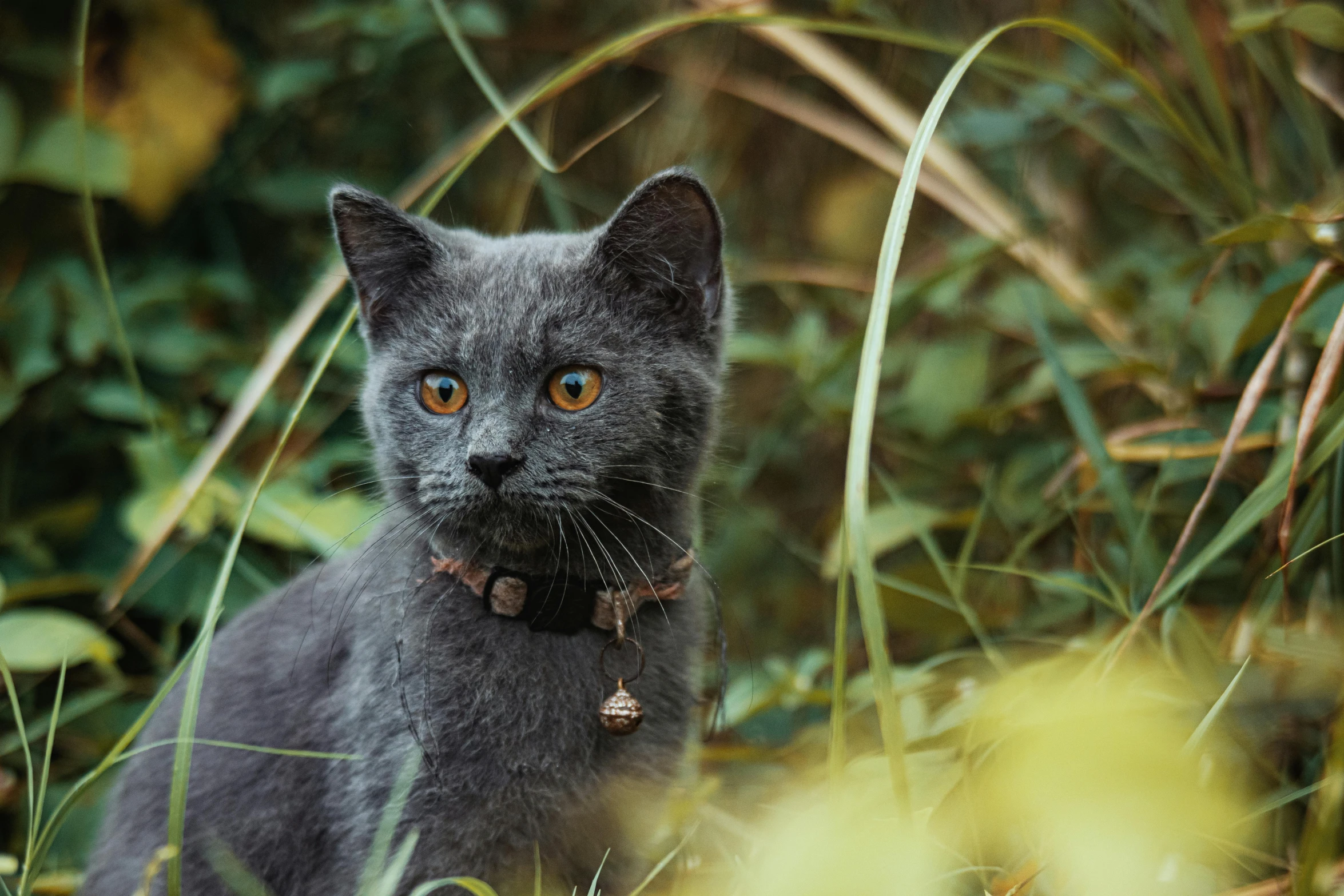 a cat with an orange eyes is standing in tall grass