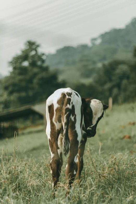 the baby cow is walking in a grassy field