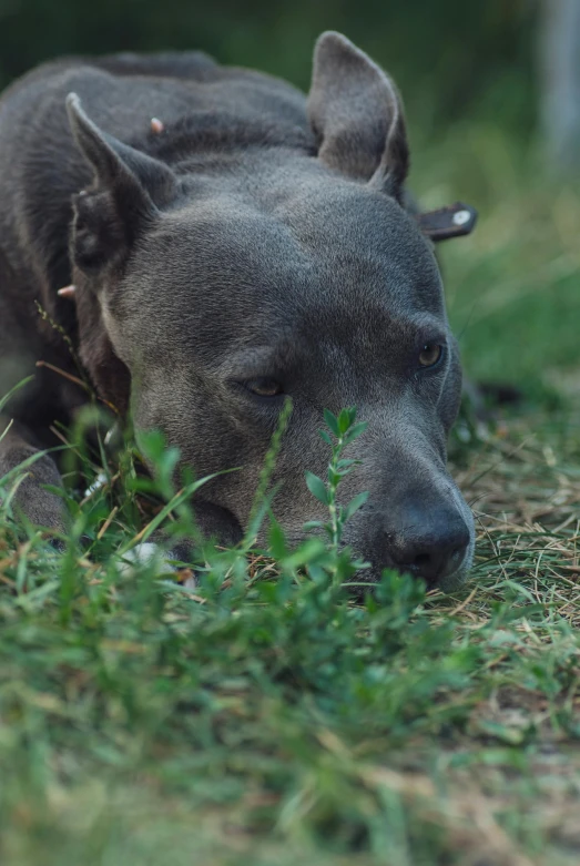 a large gray dog is laying in the grass