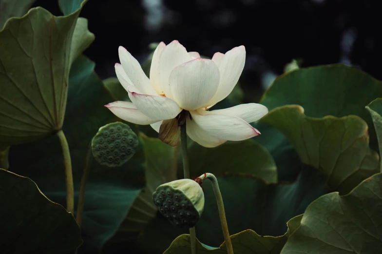 a lotus flower on top of large green leaves