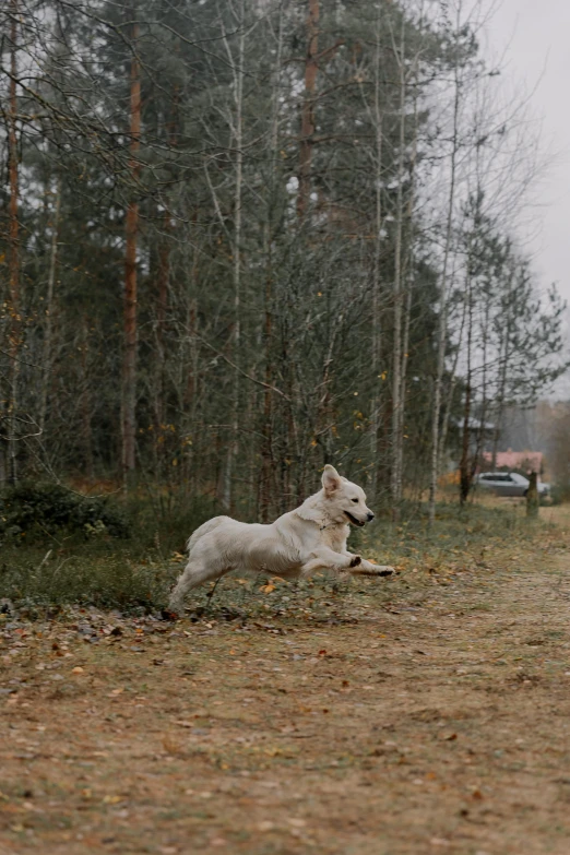 a dog running with a bone in its mouth